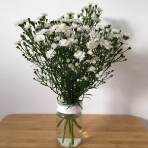 topo para arranjo de plantas em um pote de conserva