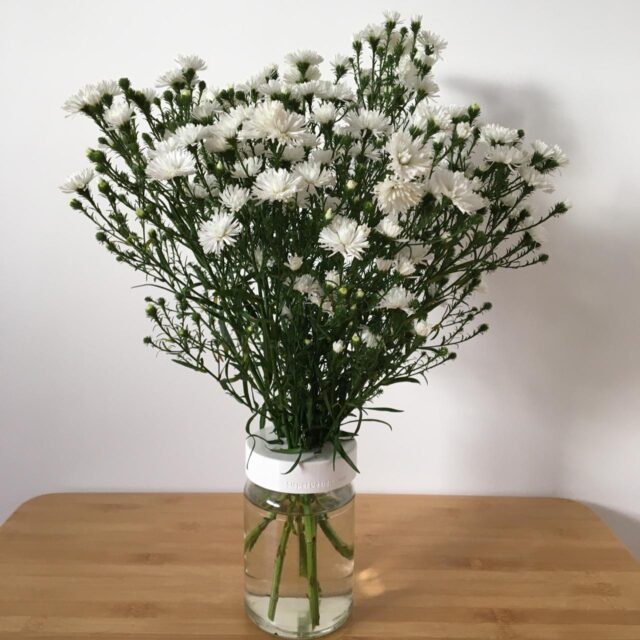 topo para arranjo de plantas em um pote de conserva