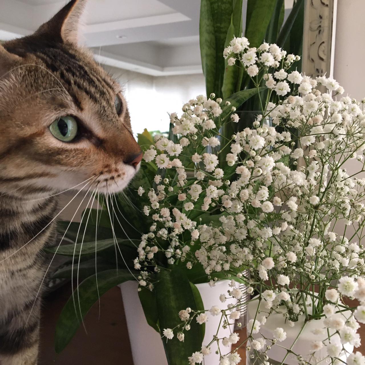 Top Flores - Imagem 6